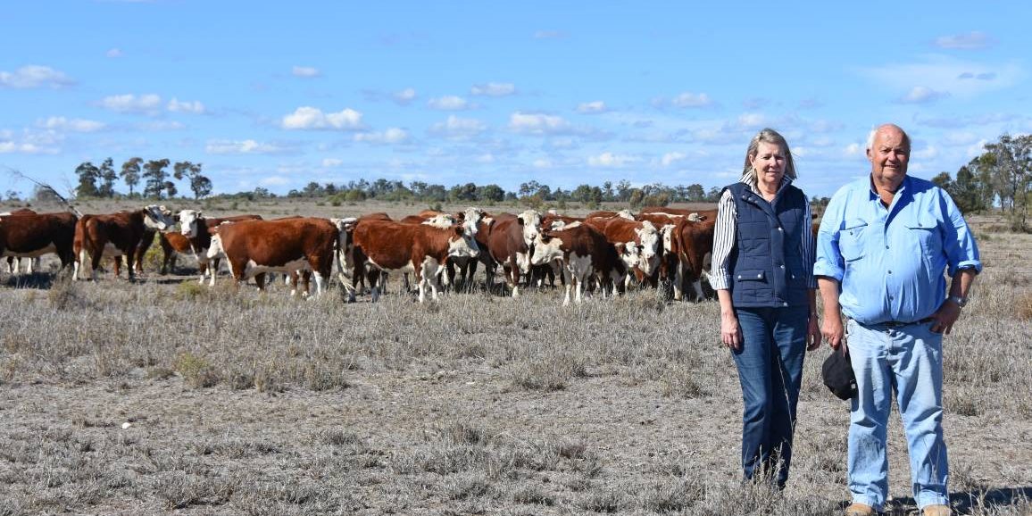 Herefords Stand the Test of Time Herefords Australia