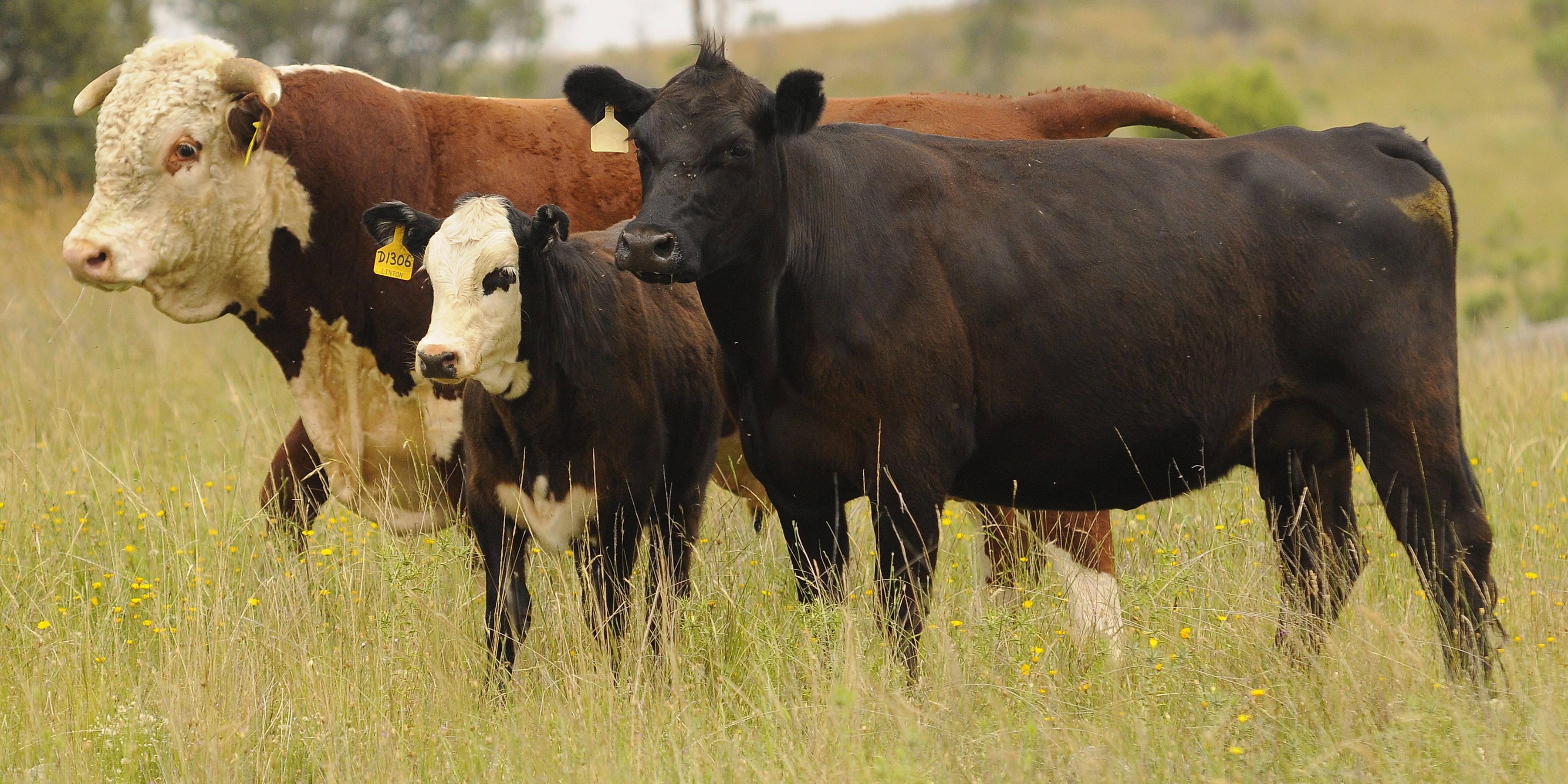 Cross Breeding into Profit with a White Face – Herefords Australia