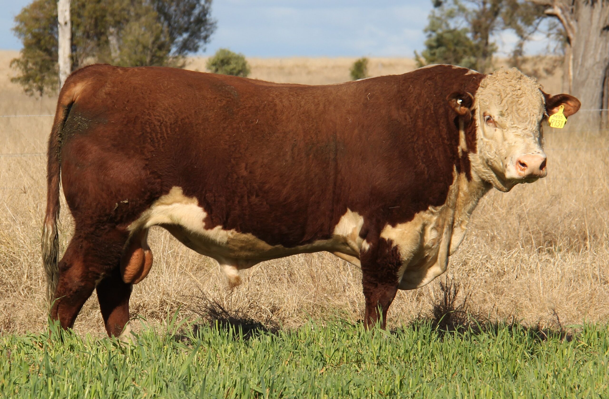 Bull Sale Image Herefords Australia