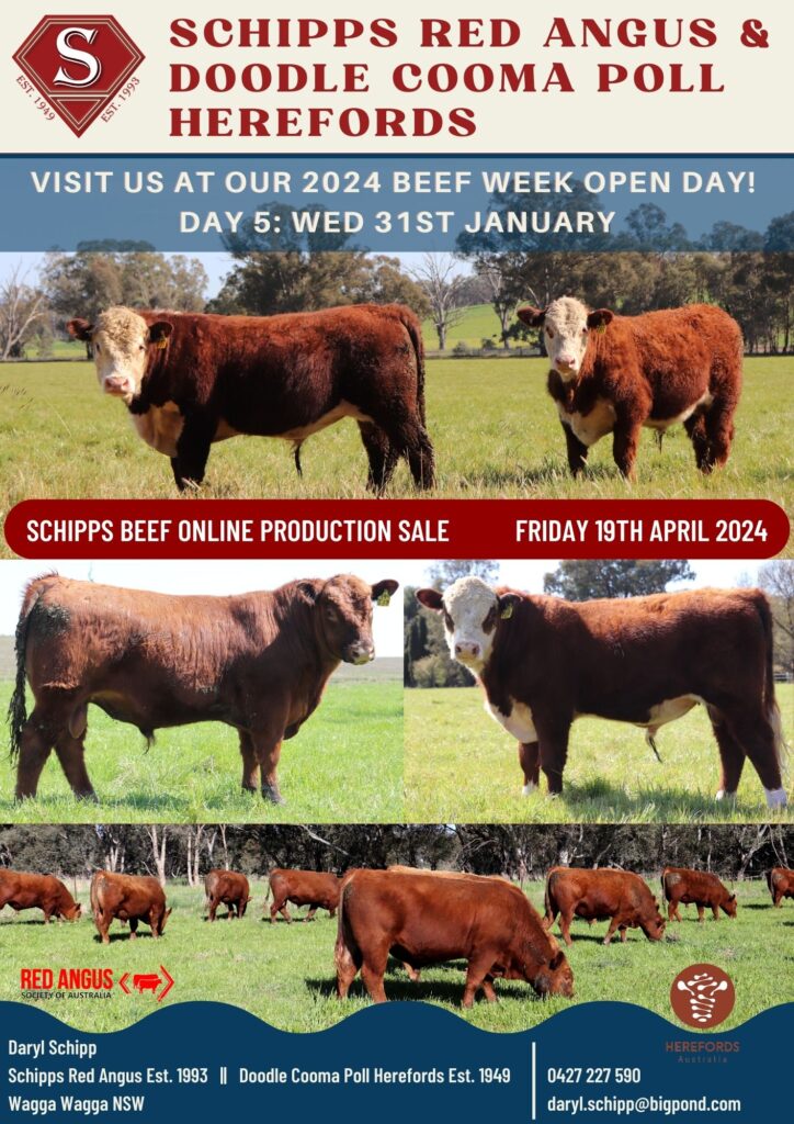 Schipps Beef Open Day Stock and Land Beef Week Herefords Australia